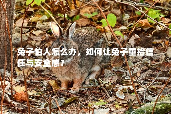 兔子怕人怎么办，如何让兔子重拾信任与安全感？