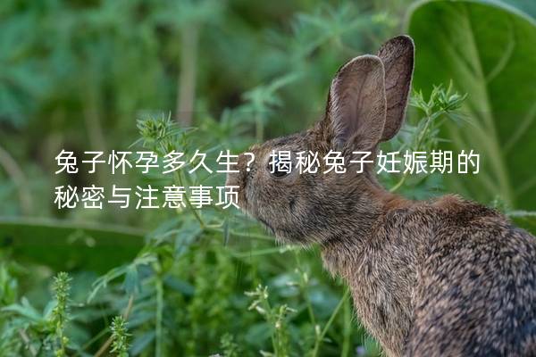 兔子怀孕多久生？揭秘兔子妊娠期的秘密与注意事项