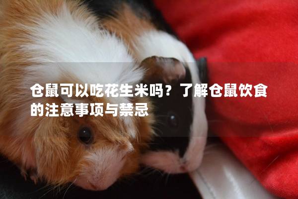 仓鼠可以吃花生米吗？了解仓鼠饮食的注意事项与禁忌