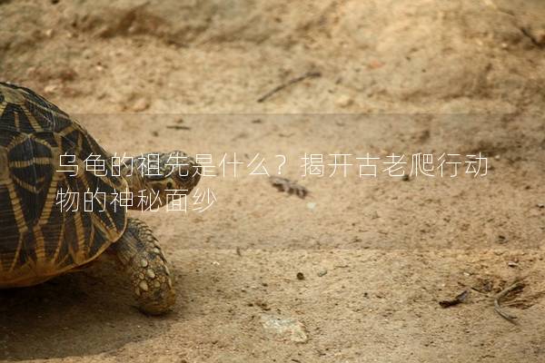 乌龟的祖先是什么？揭开古老爬行动物的神秘面纱