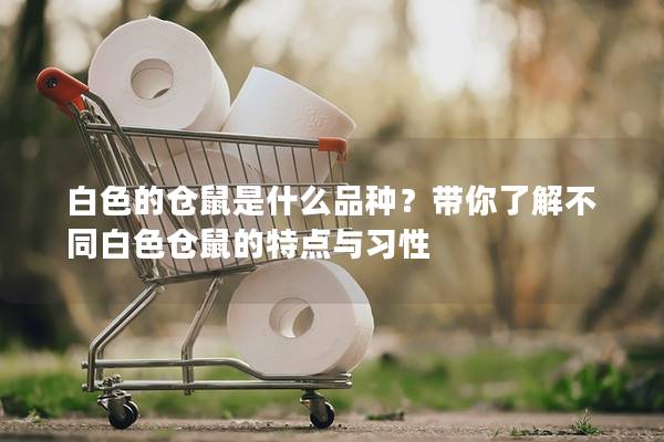 白色的仓鼠是什么品种？带你了解不同白色仓鼠的特点与习性