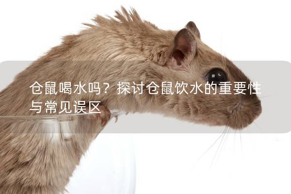 仓鼠喝水吗？探讨仓鼠饮水的重要性与常见误区