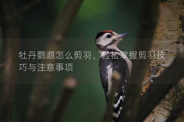 牡丹鹦鹉怎么剪羽，轻松掌握剪羽技巧与注意事项
