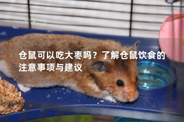 仓鼠可以吃大枣吗？了解仓鼠饮食的注意事项与建议