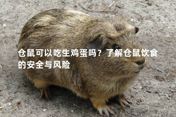 仓鼠可以吃生鸡蛋吗？了解仓鼠饮食的安全与风险