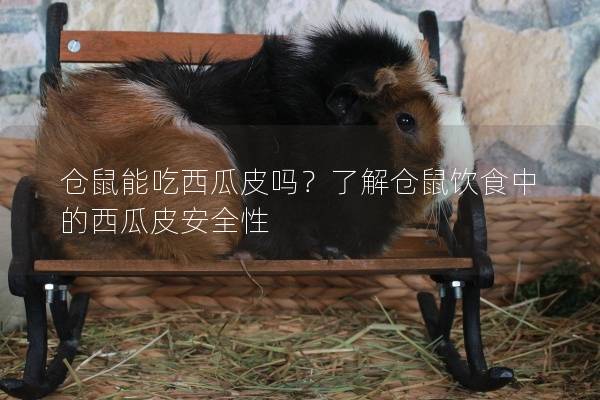 仓鼠能吃西瓜皮吗？了解仓鼠饮食中的西瓜皮安全性