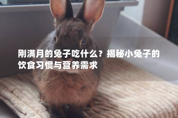 刚满月的兔子吃什么？揭秘小兔子的饮食习惯与营养需求