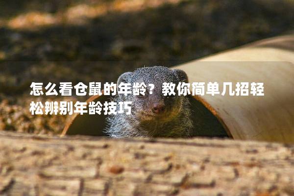 怎么看仓鼠的年龄？教你简单几招轻松辨别年龄技巧