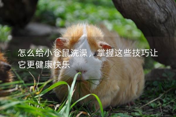 怎么给小仓鼠洗澡，掌握这些技巧让它更健康快乐