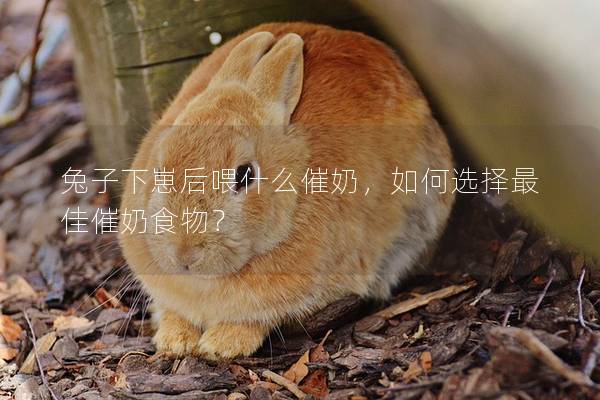 兔子下崽后喂什么催奶，如何选择最佳催奶食物？