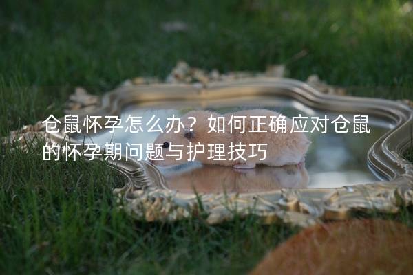 仓鼠怀孕怎么办？如何正确应对仓鼠的怀孕期问题与护理技巧