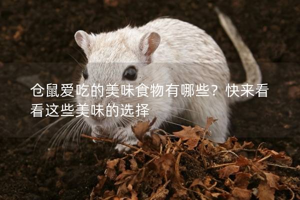 仓鼠爱吃的美味食物有哪些？快来看看这些美味的选择