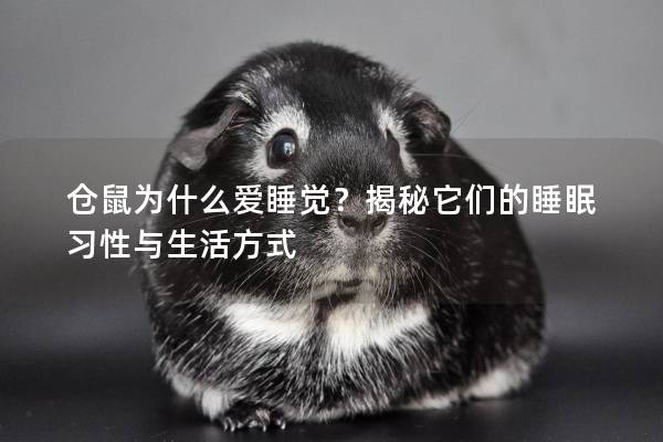 仓鼠为什么爱睡觉？揭秘它们的睡眠习性与生活方式