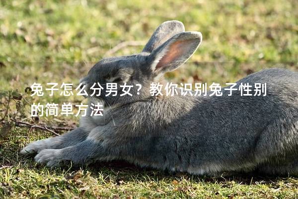 兔子怎么分男女？教你识别兔子性别的简单方法