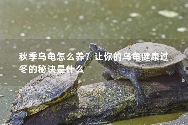 秋季乌龟怎么养？让你的乌龟健康过冬的秘诀是什么