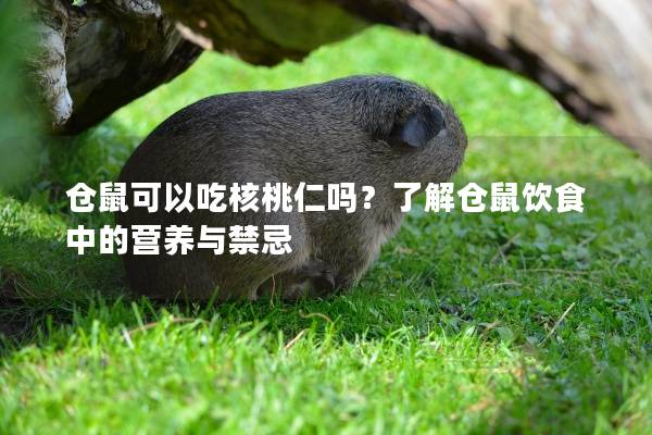 仓鼠可以吃核桃仁吗？了解仓鼠饮食中的营养与禁忌
