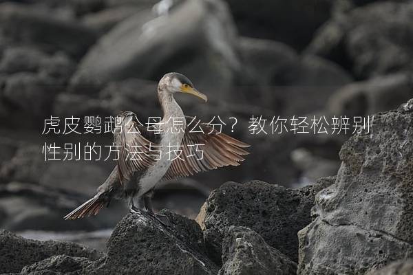 虎皮鹦鹉公母怎么分？教你轻松辨别性别的方法与技巧
