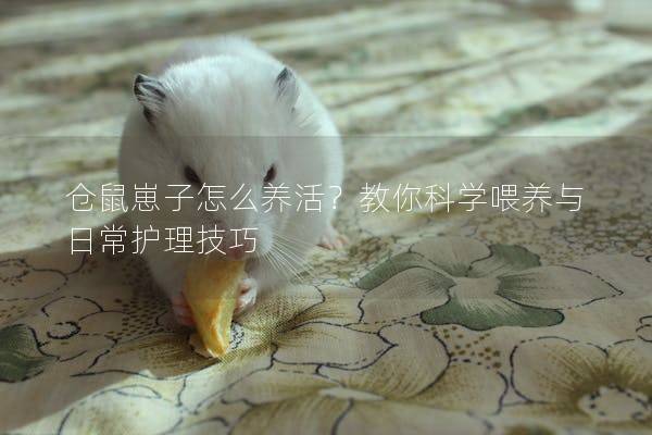 仓鼠崽子怎么养活？教你科学喂养与日常护理技巧