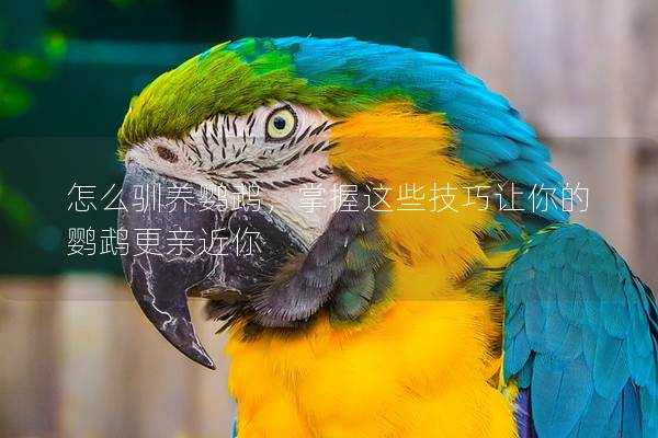 怎么驯养鹦鹉，掌握这些技巧让你的鹦鹉更亲近你