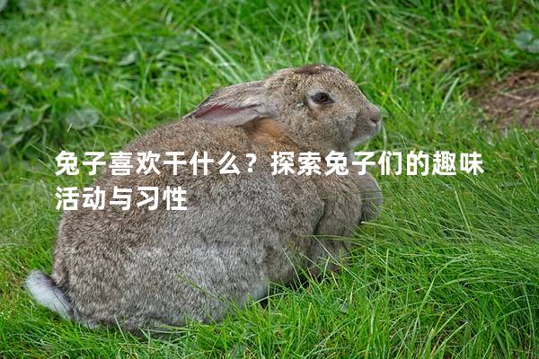 兔子喜欢干什么？探索兔子们的趣味活动与习性