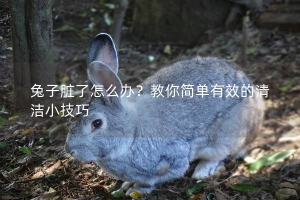 兔子脏了怎么办？教你简单有效的清洁小技巧