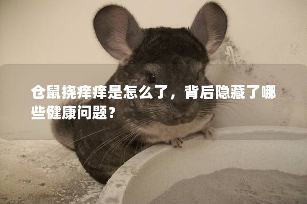 仓鼠挠痒痒是怎么了，背后隐藏了哪些健康问题？