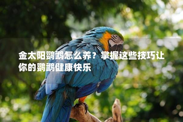 金太阳鹦鹉怎么养？掌握这些技巧让你的鹦鹉健康快乐