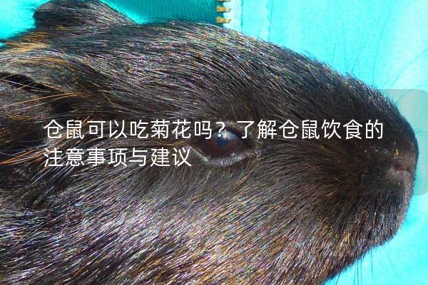 仓鼠可以吃菊花吗？了解仓鼠饮食的注意事项与建议