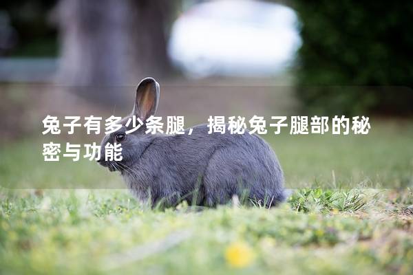 兔子有多少条腿，揭秘兔子腿部的秘密与功能