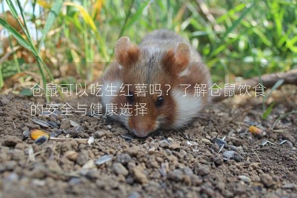 仓鼠可以吃生红薯吗？了解仓鼠饮食的安全与健康选择
