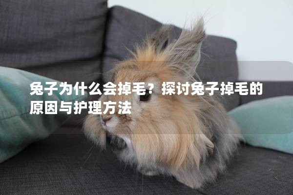 兔子为什么会掉毛？探讨兔子掉毛的原因与护理方法