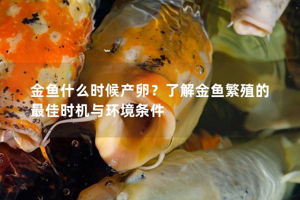 金鱼什么时候产卵？了解金鱼繁殖的最佳时机与环境条件