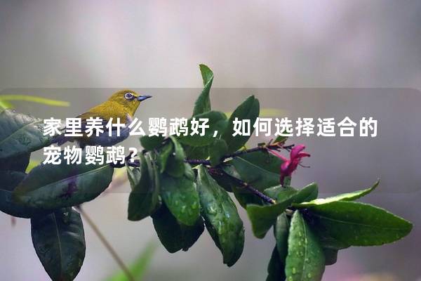 家里养什么鹦鹉好，如何选择适合的宠物鹦鹉？