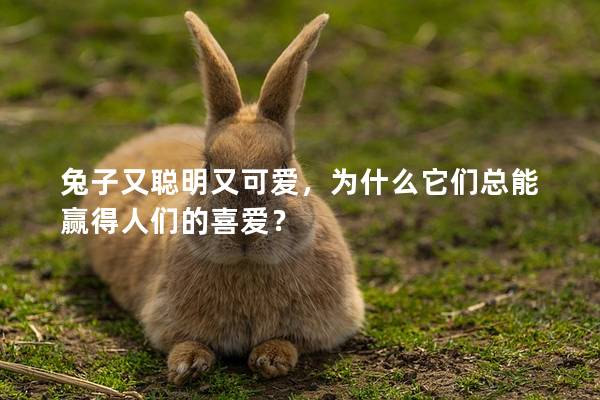 兔子又聪明又可爱，为什么它们总能赢得人们的喜爱？
