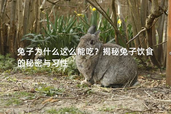 兔子为什么这么能吃？揭秘兔子饮食的秘密与习性