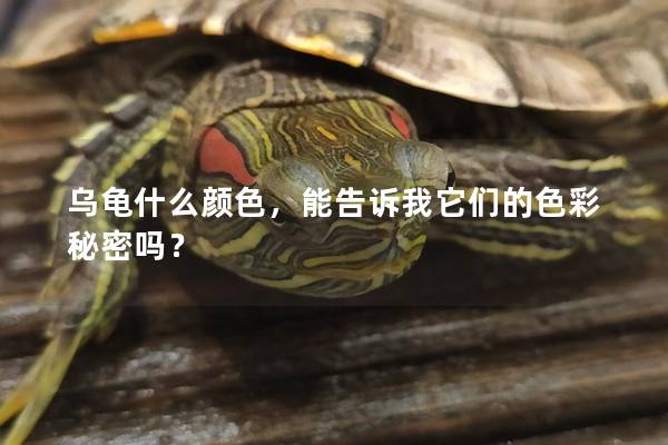 乌龟什么颜色，能告诉我它们的色彩秘密吗？