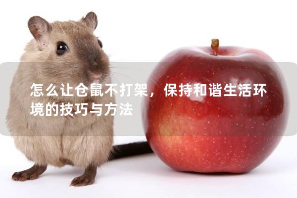 怎么让仓鼠不打架，保持和谐生活环境的技巧与方法