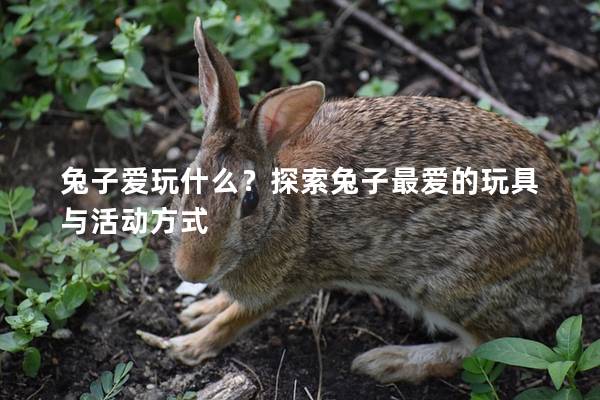 兔子爱玩什么？探索兔子最爱的玩具与活动方式