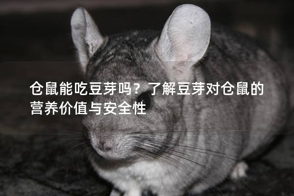 仓鼠能吃豆芽吗？了解豆芽对仓鼠的营养价值与安全性