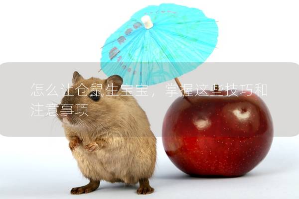 怎么让仓鼠生宝宝，掌握这些技巧和注意事项