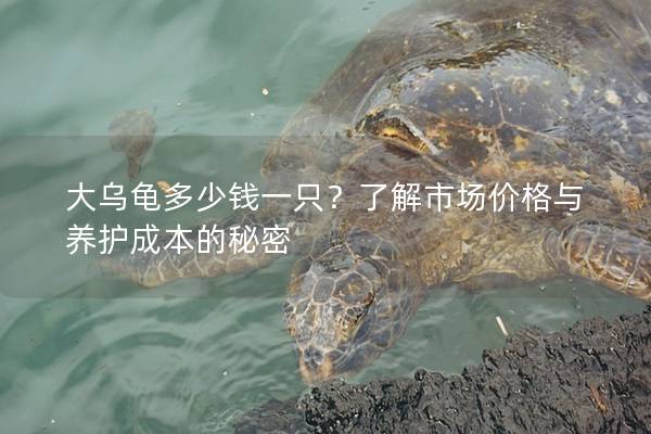 大乌龟多少钱一只？了解市场价格与养护成本的秘密