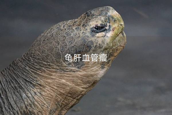 龟肝血管瘤