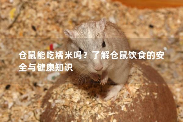 仓鼠能吃糯米吗？了解仓鼠饮食的安全与健康知识