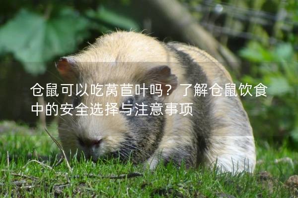 仓鼠可以吃莴苣叶吗？了解仓鼠饮食中的安全选择与注意事项
