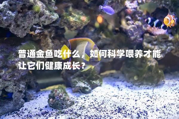 普通金鱼吃什么，如何科学喂养才能让它们健康成长？