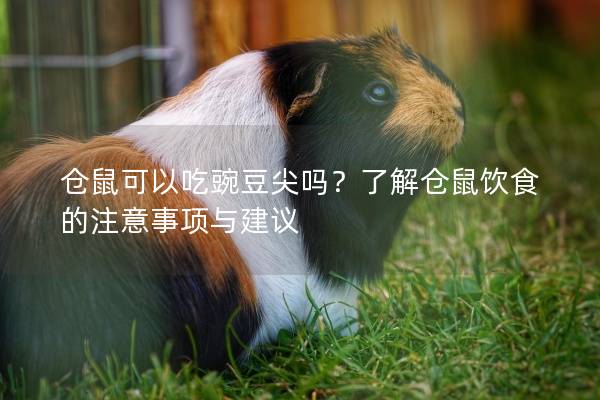 仓鼠可以吃豌豆尖吗？了解仓鼠饮食的注意事项与建议