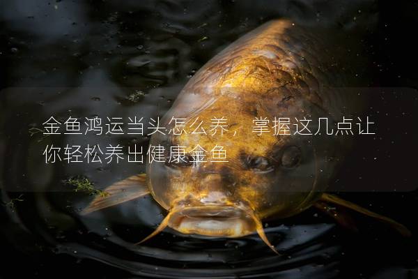金鱼鸿运当头怎么养，掌握这几点让你轻松养出健康金鱼