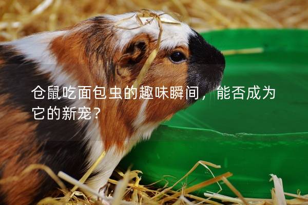 仓鼠吃面包虫的趣味瞬间，能否成为它的新宠？