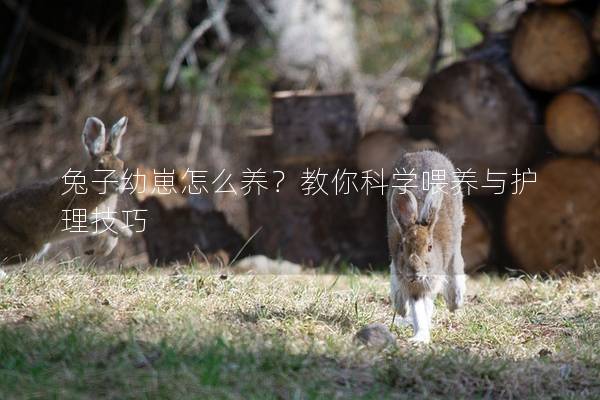兔子幼崽怎么养？教你科学喂养与护理技巧