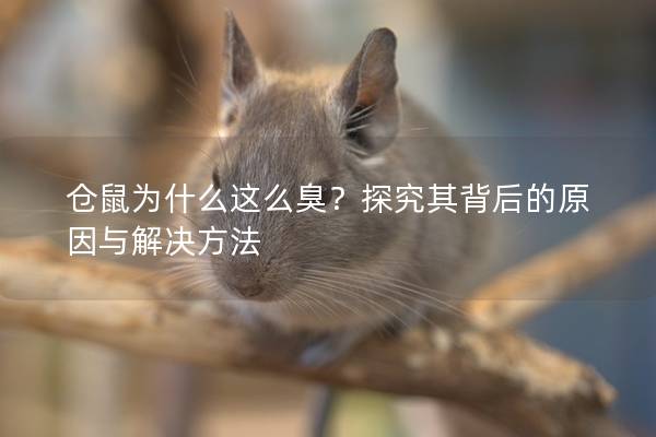 仓鼠为什么这么臭？探究其背后的原因与解决方法